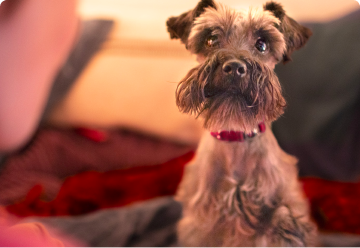 Smaller dog breeds