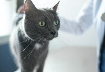 Cat at the veterinarian's office looking for pet food