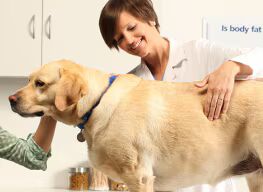 White and brown dog looking at pet food in a bowl on the floor.