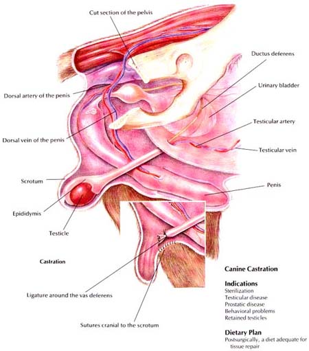 View Canine Castration