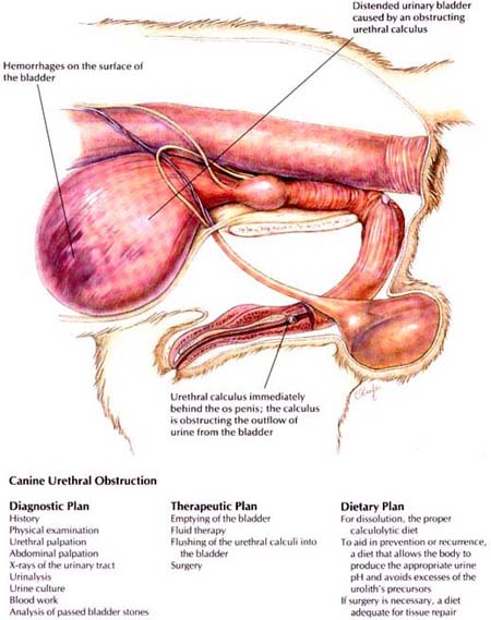 Canine Urethral Obstruction