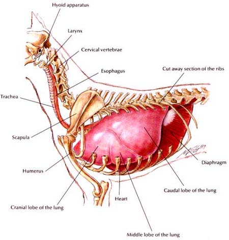 Normal Canine Thorax