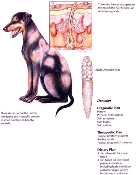 View Demodex