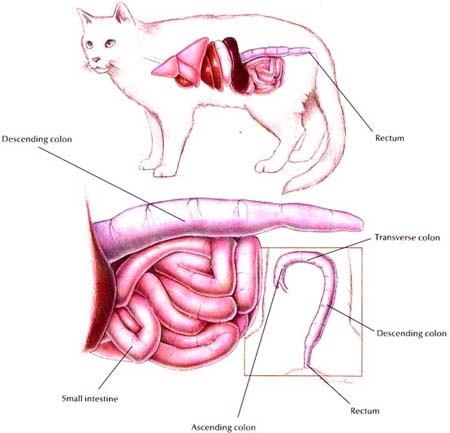 Feline Colon - Normal