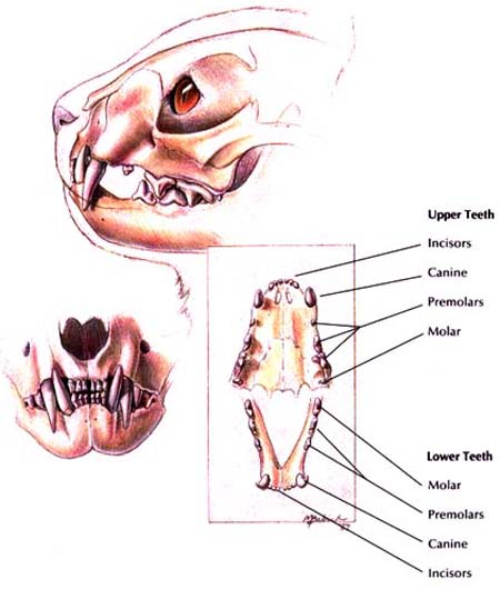 Feline Dentition - Normal