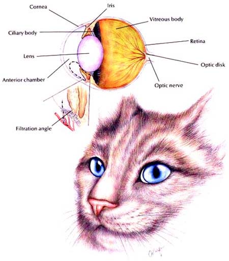 Normal Feline Eye