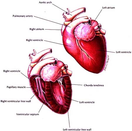 Feline Heart - Normal Anterior View