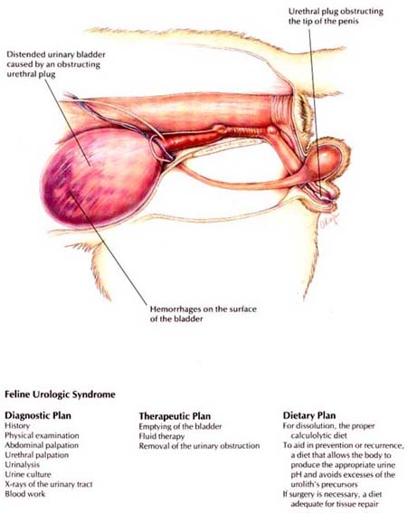 Feline Lower Urinary Tract Disease