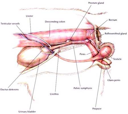 Normal Feline Lower Urinary System