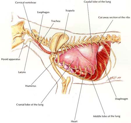 Normal Feline Thorax