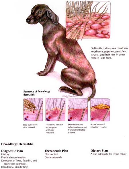 View Flea-Allergy Dermatitis