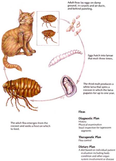View Fleas