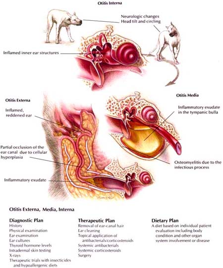 Otitis Externa/Media/Interna
