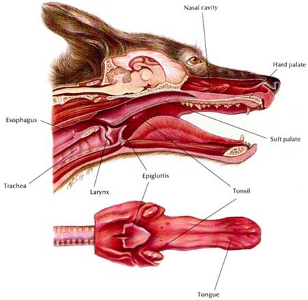 Mouth/Upper Airway