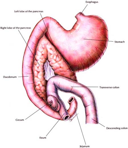 Pancreas - Normal