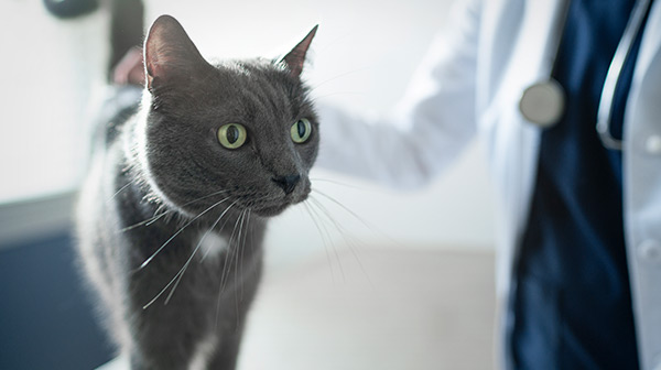 vet examining a cat